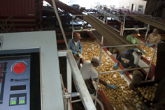 Potato Harvesting Technology